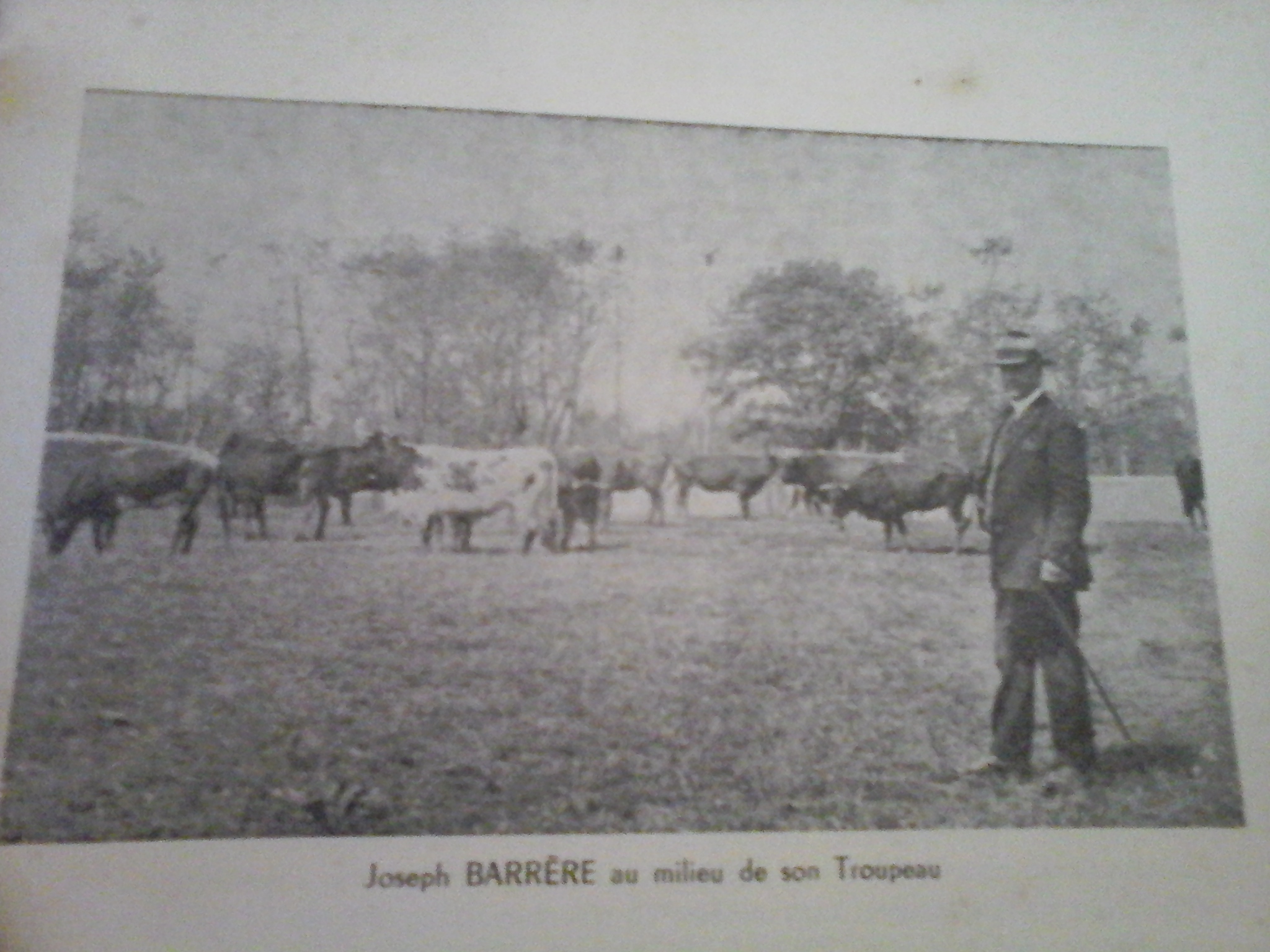 Joseph Barrère au milieu de son troupeau